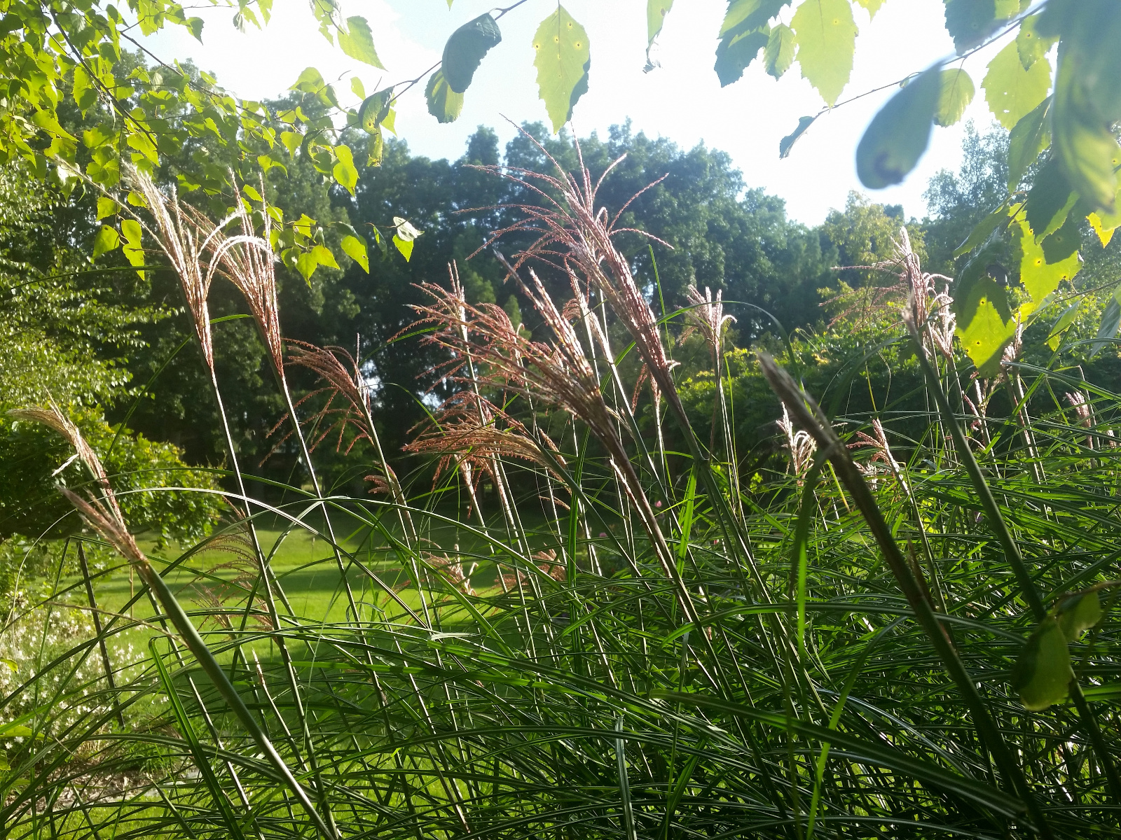 Looking through the Grass flower heads